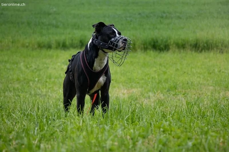 Lennox, male American Staffordshire Terrier for adoption at Tieronline.ch, Zürich — photo 3 of 6