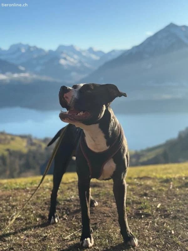 Lennox, male American Staffordshire Terrier for adoption at Tieronline.ch, Zürich — photo 4 of 6