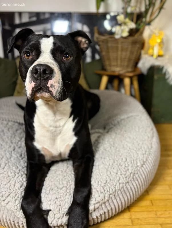 Lennox, male American Staffordshire Terrier for adoption at Tieronline.ch, Zürich — photo 5 of 6