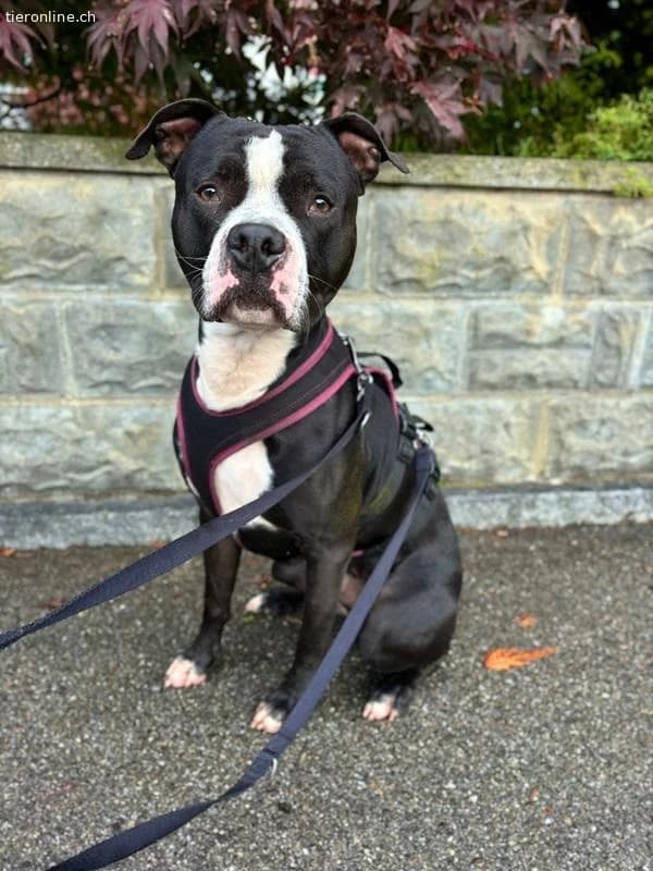 Lennox, male American Staffordshire Terrier for adoption at Tieronline.ch, Zürich — photo 6 of 6