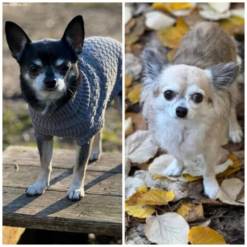 Fibi und Max,  Chihuahua for adoption at Tieronline.ch, Zürich