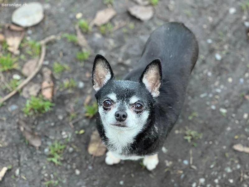 Fibi und Max,  Chihuahua for adoption at Tieronline.ch, Zürich — photo 2 of 6