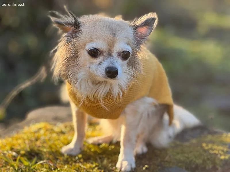 Fibi und Max,  Chihuahua for adoption at Tieronline.ch, Zürich — photo 3 of 6