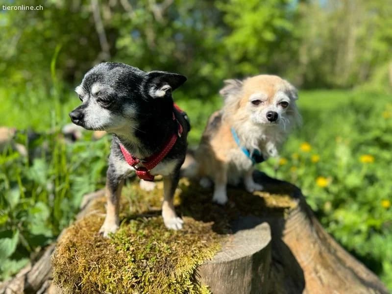 Fibi und Max,  Chihuahua for adoption at Tieronline.ch, Zürich — photo 4 of 6