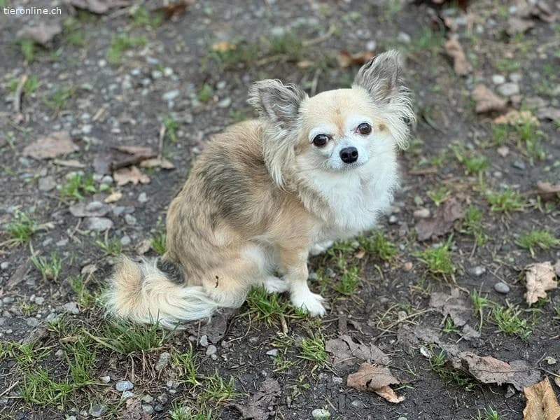 Fibi und Max,  Chihuahua for adoption at Tieronline.ch, Zürich — photo 5 of 6