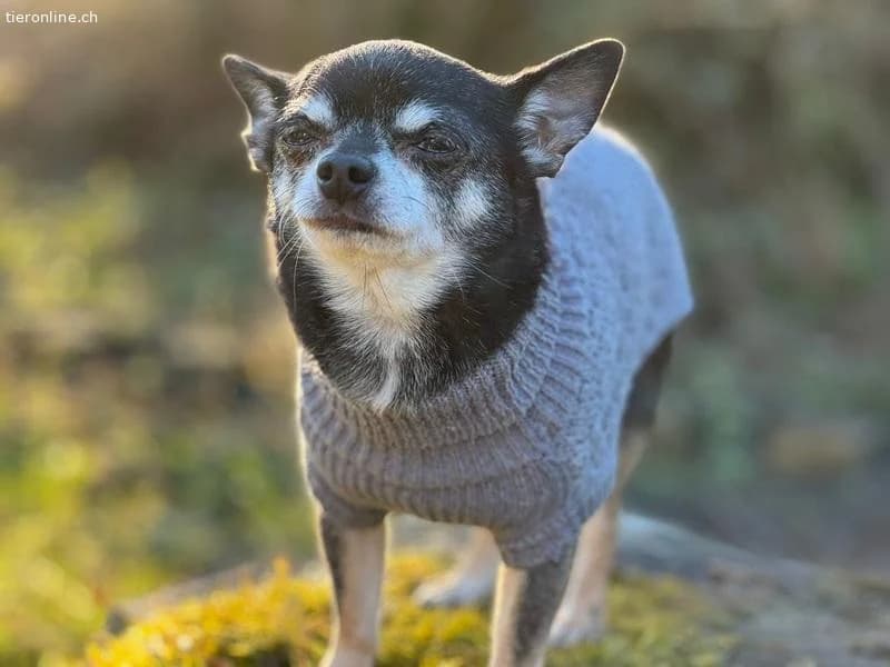 Fibi und Max,  Chihuahua for adoption at Tieronline.ch, Zürich — photo 6 of 6