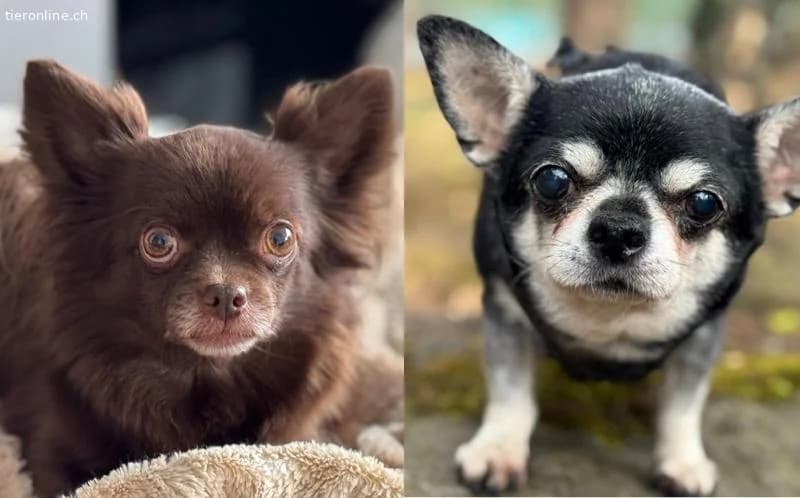 Cleo und Bohne,  Chihuahua for adoption at Tieronline.ch, Zürich