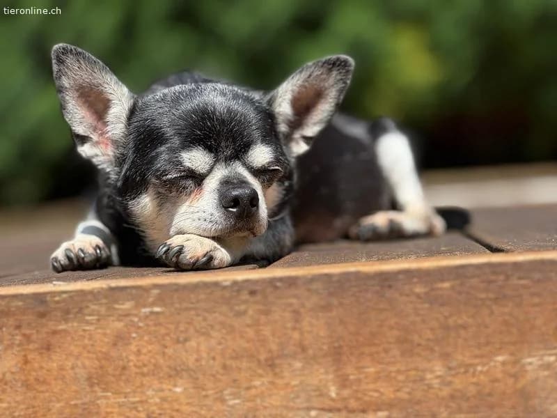Cleo und Bohne,  Chihuahua for adoption at Tieronline.ch, Zürich — photo 2 of 6