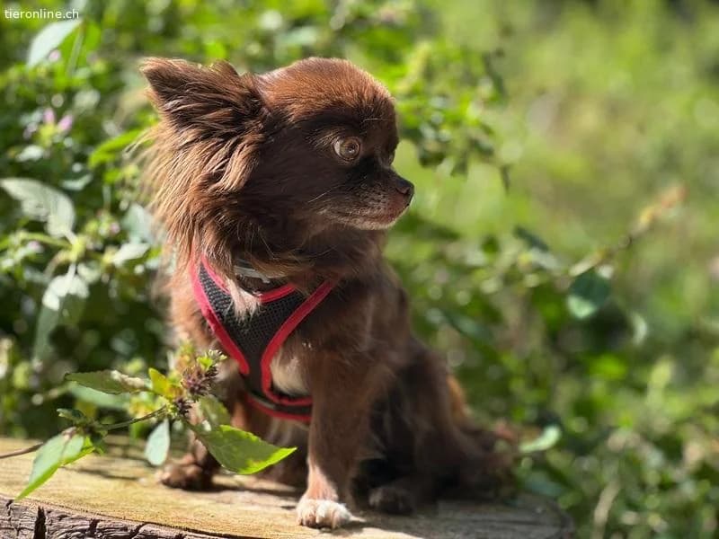 Cleo und Bohne,  Chihuahua for adoption at Tieronline.ch, Zürich — photo 3 of 6