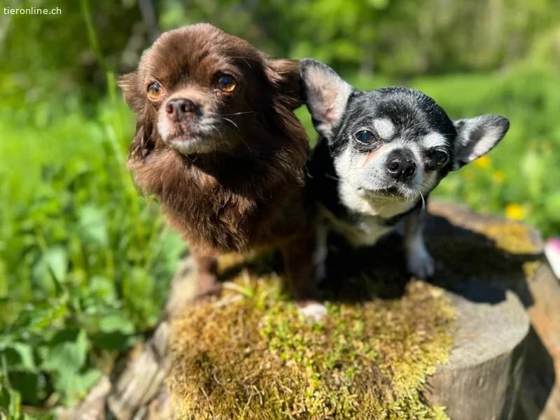 Cleo und Bohne,  Chihuahua for adoption at Tieronline.ch, Zürich — photo 4 of 6