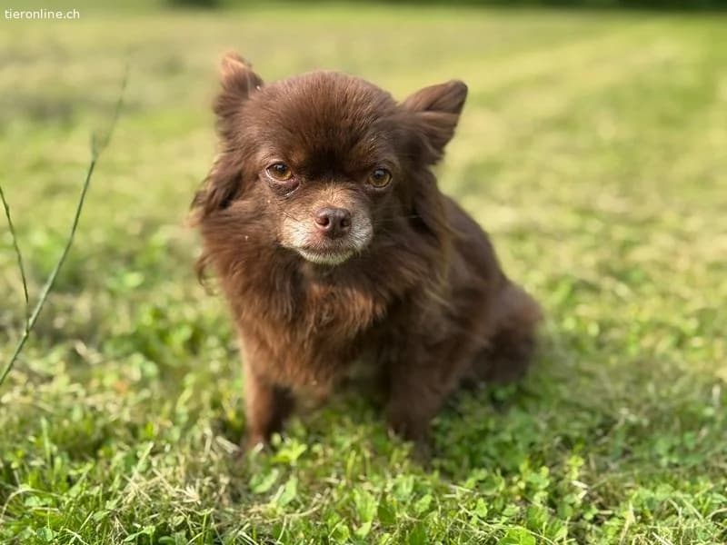 Cleo und Bohne,  Chihuahua for adoption at Tieronline.ch, Zürich — photo 5 of 6