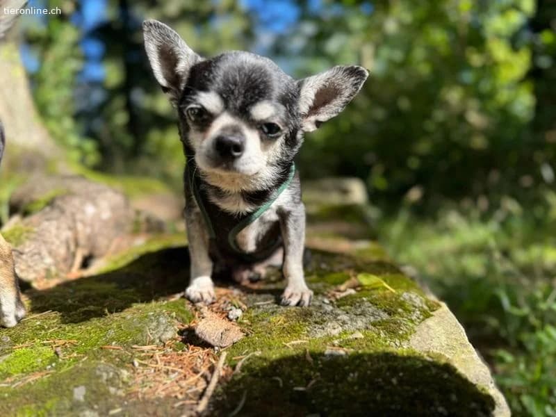 Cleo und Bohne,  Chihuahua for adoption at Tieronline.ch, Zürich — photo 6 of 6