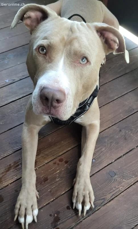 Bailys, male English Bulldog for adoption at Tieronline.ch, Zürich