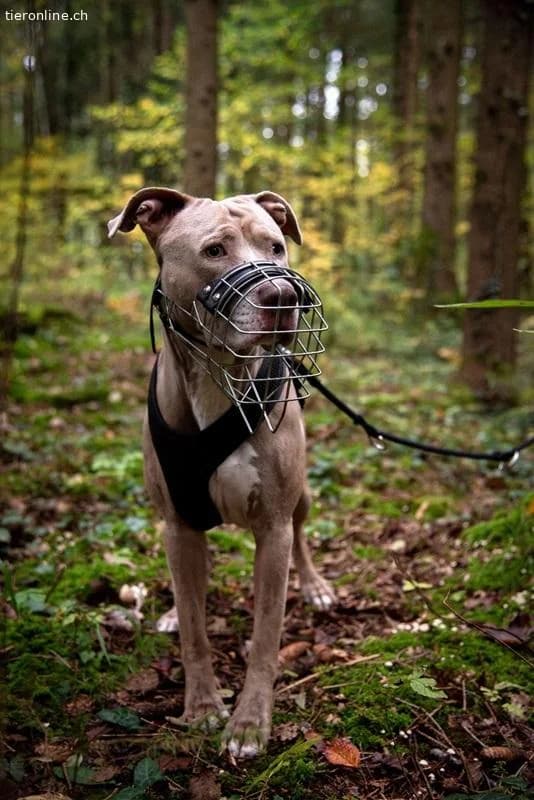 Bailys, male English Bulldog for adoption at Tieronline.ch, Zürich — photo 3 of 6