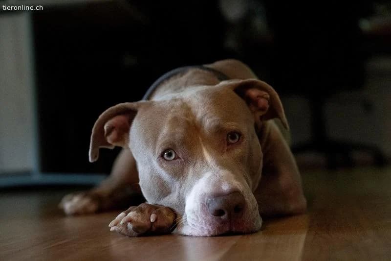 Bailys, male English Bulldog for adoption at Tieronline.ch, Zürich — photo 4 of 6