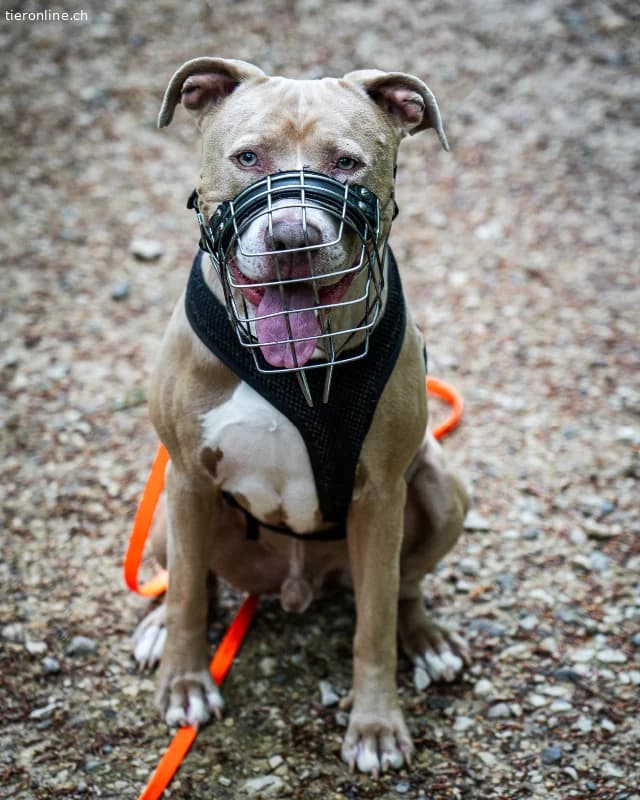 Bailys, male English Bulldog for adoption at Tieronline.ch, Zürich — photo 6 of 6