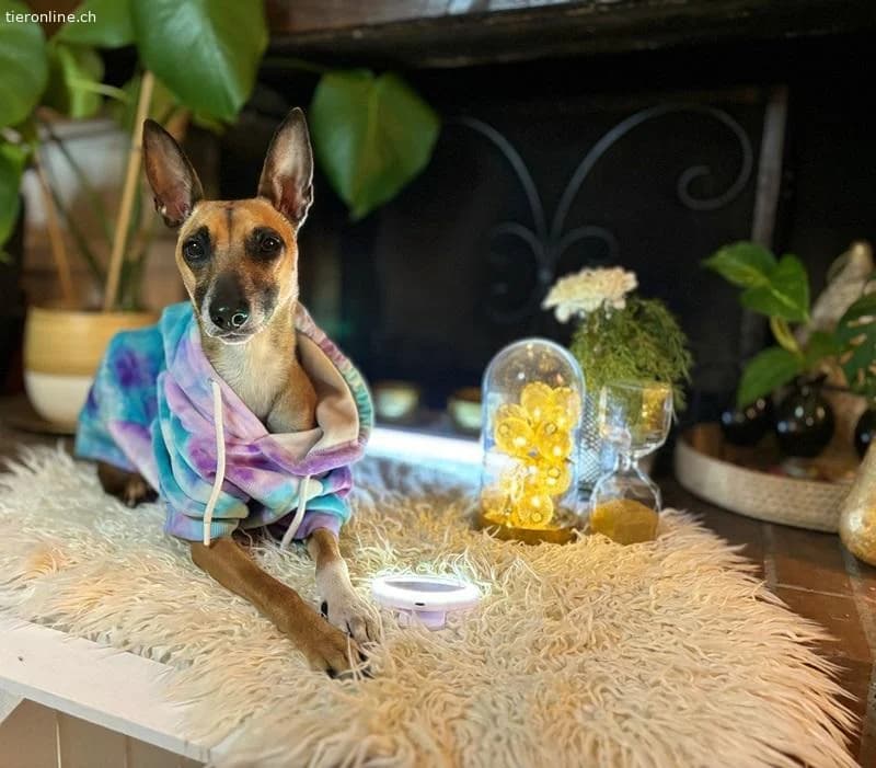 Ansa, female Belgian Malinois for adoption at Tieronline.ch, Zürich