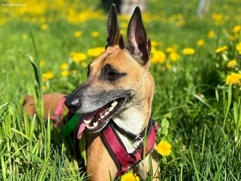Ansa, female Belgian Malinois for adoption at Tieronline.ch, Zürich — photo 2 of 6