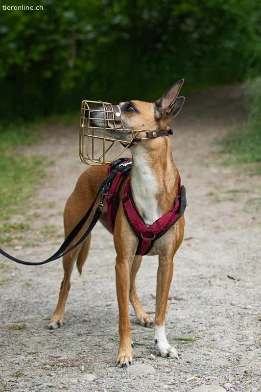 Ansa, female Belgian Malinois for adoption at Tieronline.ch, Zürich — photo 3 of 6