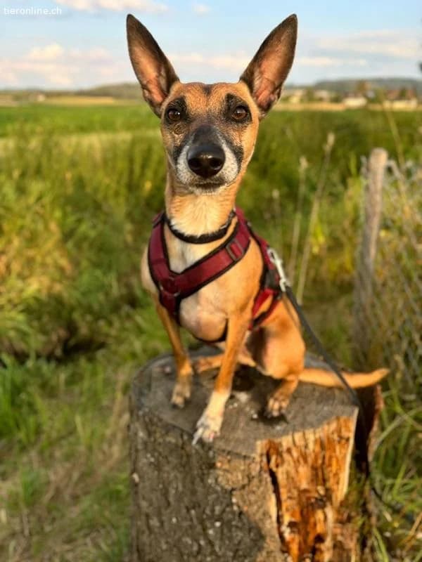 Ansa, female Belgian Malinois for adoption at Tieronline.ch, Zürich — photo 4 of 6