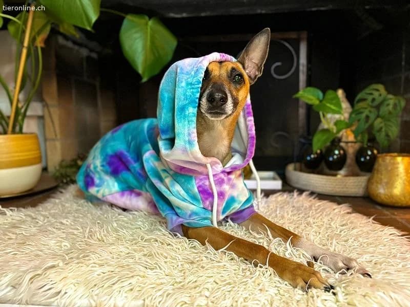 Ansa, female Belgian Malinois for adoption at Tieronline.ch, Zürich — photo 5 of 6