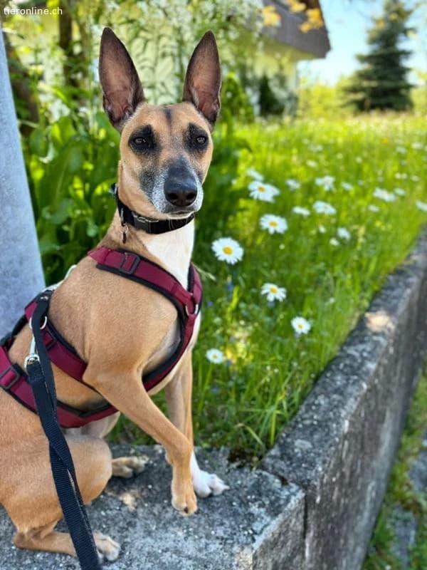 Ansa, female Belgian Malinois for adoption at Tieronline.ch, Zürich — photo 6 of 6