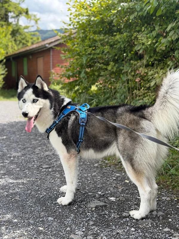 Georgo,  3yo Mixed Breed for adoption at Tierschutz Schwyz
