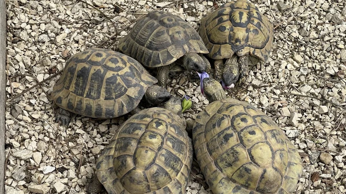 Landschildkröten, male Mixed Breed for adoption at Stiftung Tierschutzzentrum Thurgau