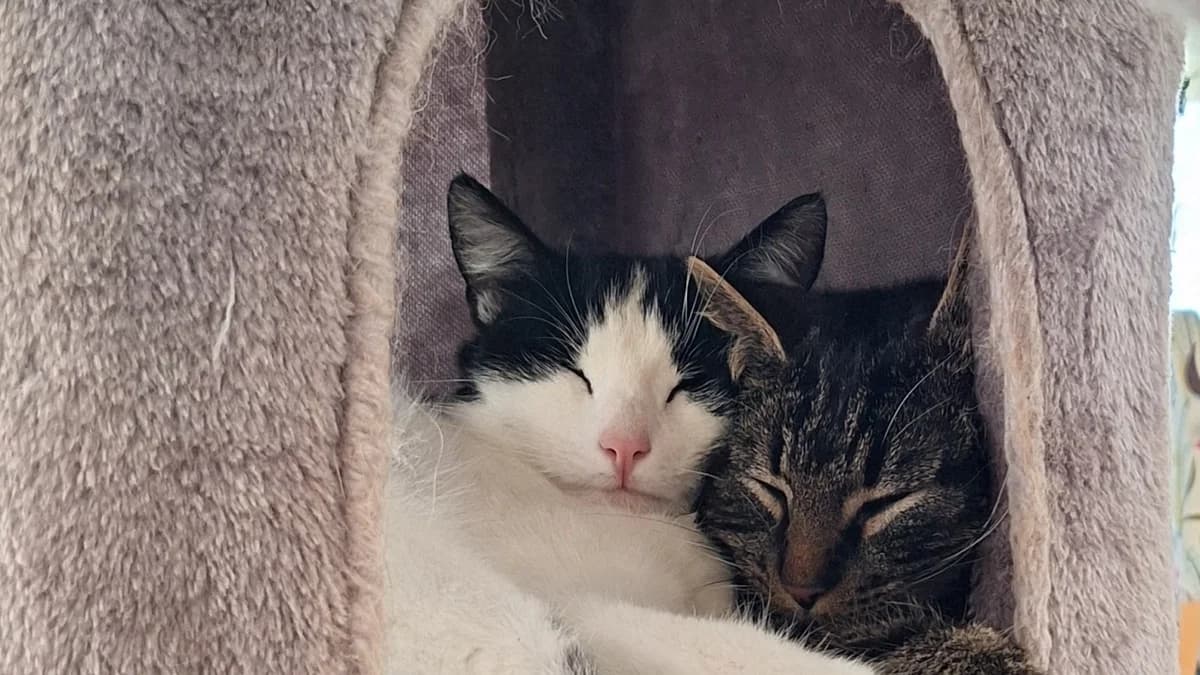 Tigi und Felix, male Mixed Breed for adoption at Stiftung Tierschutzzentrum Thurgau