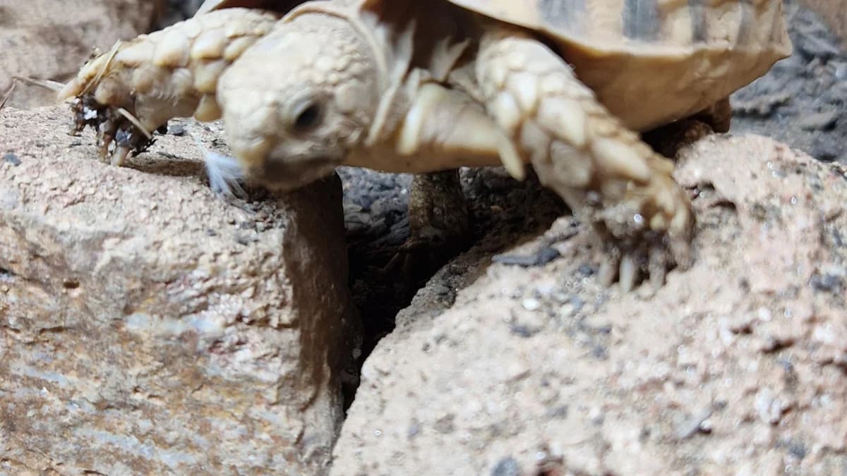 Ägyptische Landschildkröten, female Mixed Breed for adoption at Stiftung Tierschutzzentrum Thurgau