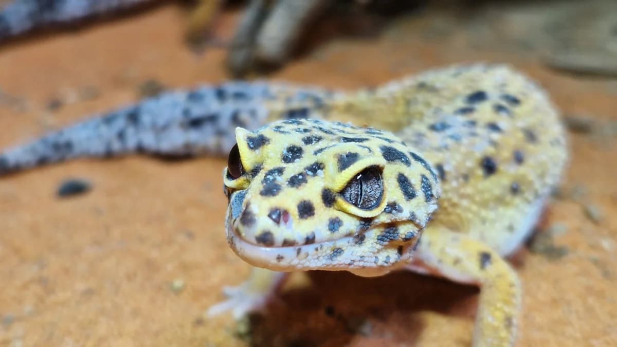 Leopardgecko-Weibchen, female Mixed Breed for adoption at Stiftung Tierschutzzentrum Thurgau