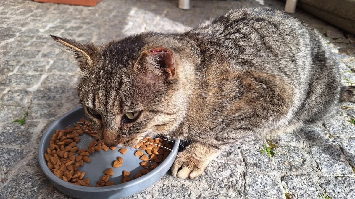 Tommy, male Mixed Breed for adoption at Stiftung Tierschutzzentrum Thurgau