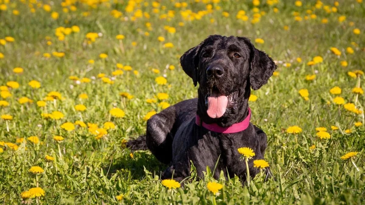 Beppo, male young mixed breed for adoption at Stiftung Tierschutzzentrum Thurgau