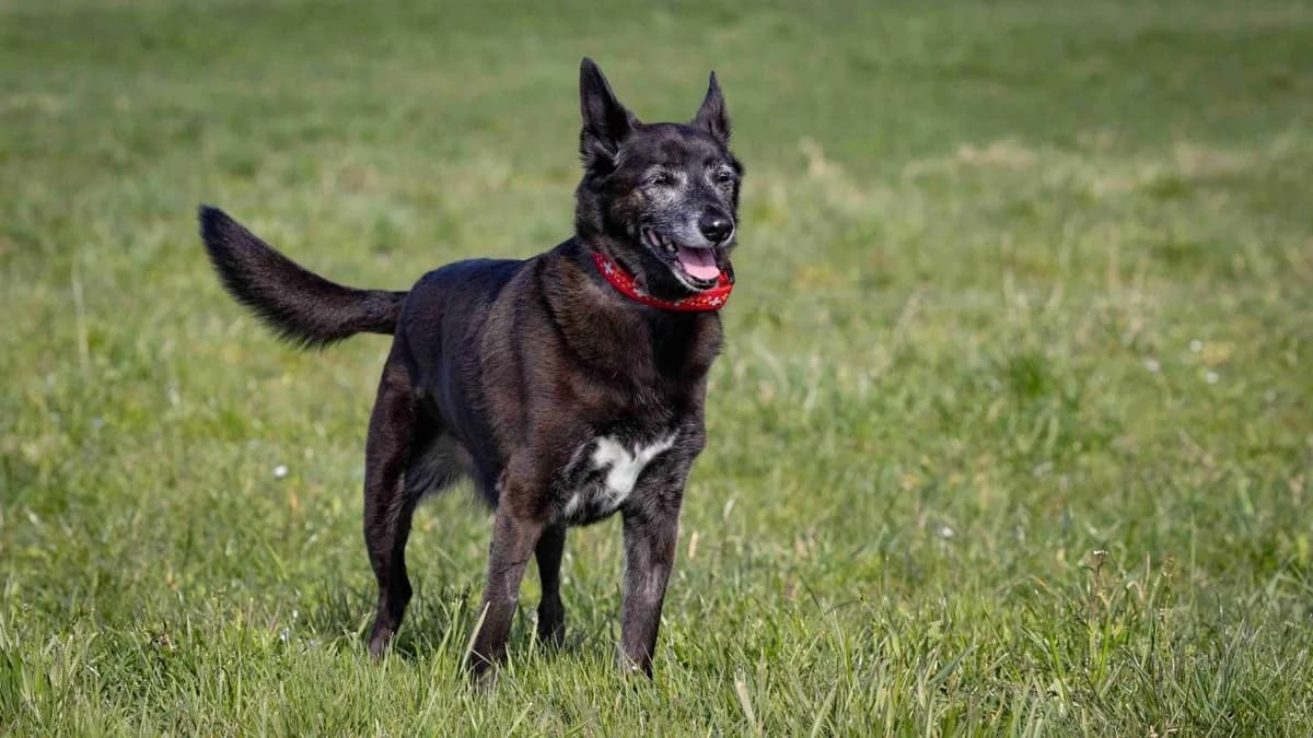 Sampath, male senior Labrador Retriever for adoption at Stiftung Tierschutzzentrum Thurgau