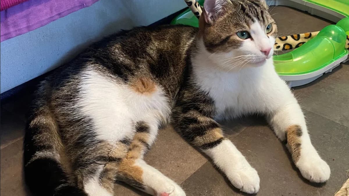 Milo, Mixed Breed (Stiftung Tierschutzzentrum Thurgau)