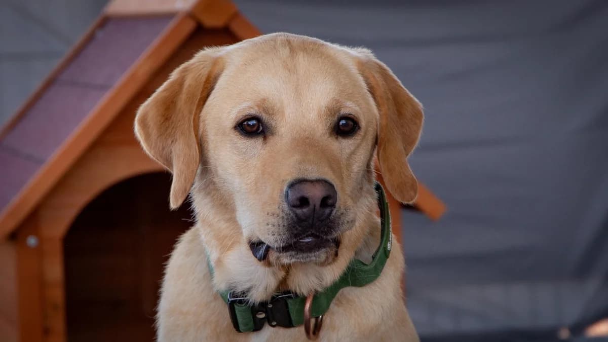 Malu, male young Labrador Retriever for adoption at Stiftung Tierschutzzentrum Thurgau