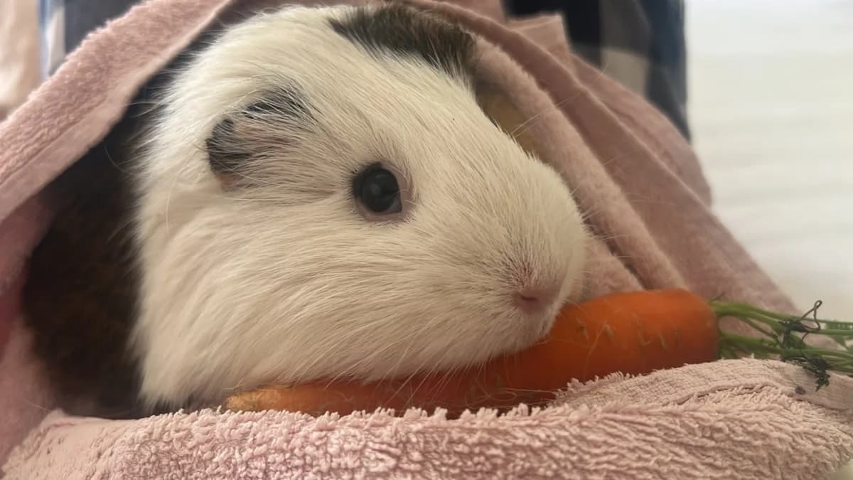Kelly Bean, Mixed Breed (Stiftung Tierschutzzentrum Thurgau)