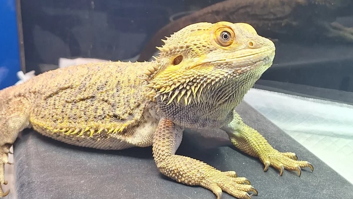 Barti, female mixed breed for adoption at Stiftung Tierschutzzentrum Thurgau