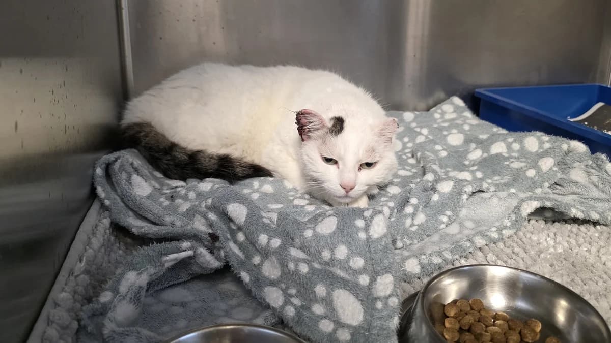 Marilyn, female senior Mixed Breed for adoption at Stiftung Tierschutzzentrum Thurgau