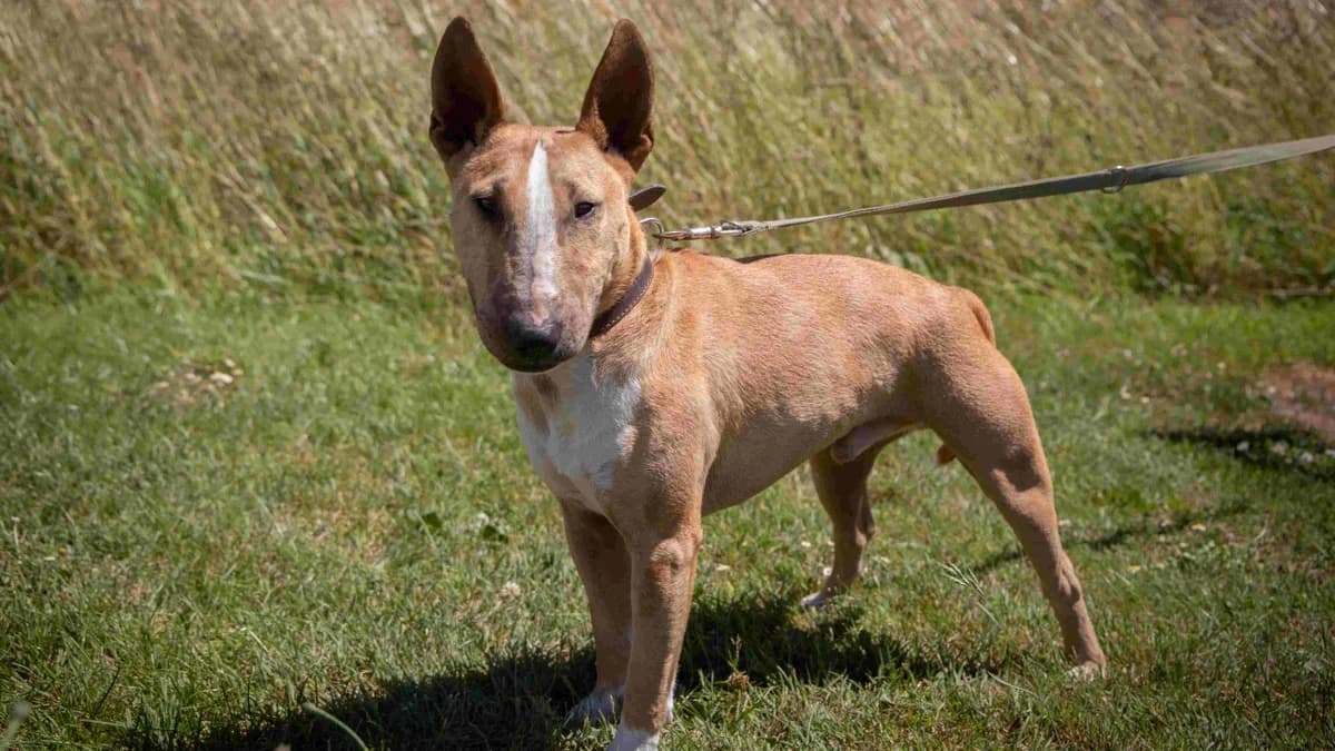 Harry, male young Bull Terrier for adoption at Stiftung Tierschutzzentrum Thurgau
