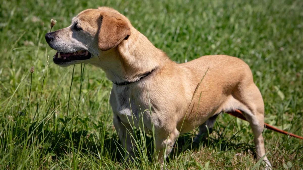 Zola, male senior Dachshund for adoption at Stiftung Tierschutzzentrum Thurgau