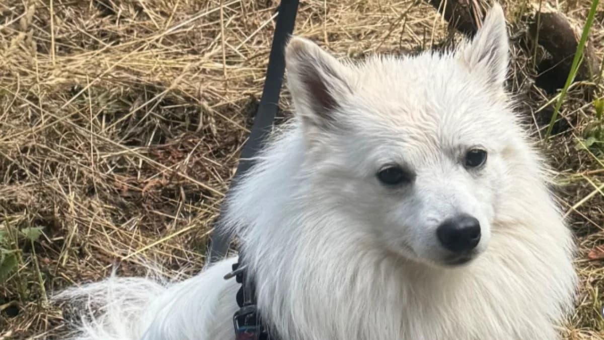 Snow, male mixed breed for adoption at Stiftung Tierschutzzentrum Thurgau