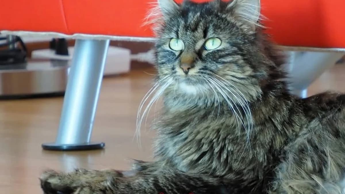 Mama Lucy, female 4yo Mixed Breed for adoption at Stiftung Tierschutzzentrum Thurgau