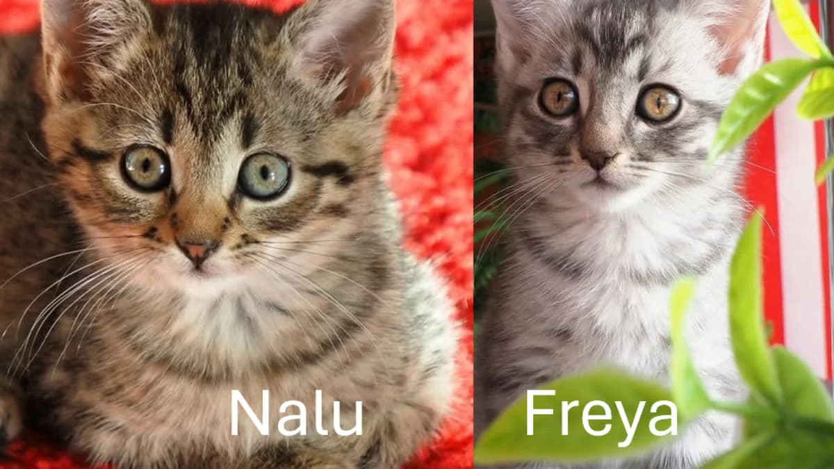 Die Töchter Nalu & Freya, female puppy Mixed Breed for adoption at Stiftung Tierschutzzentrum Thurgau