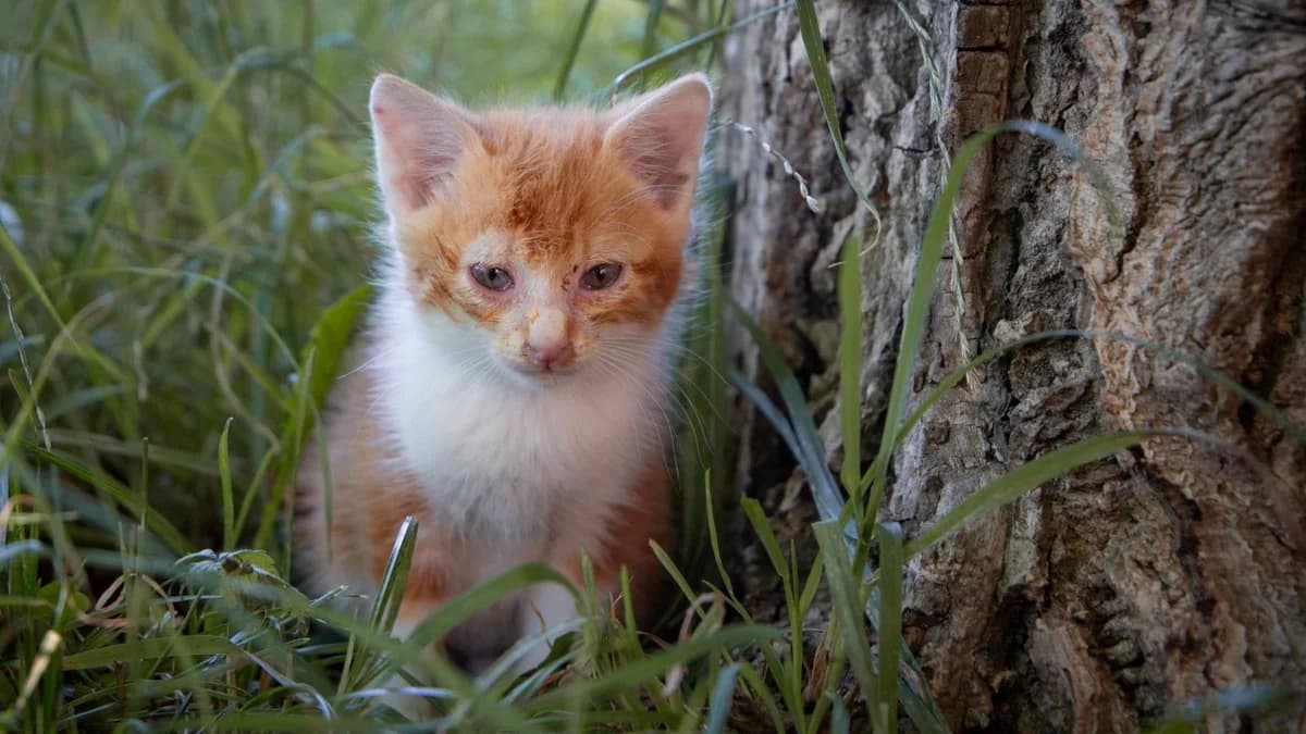 Findelkater Siro, male puppy Mixed Breed for adoption at Stiftung Tierschutzzentrum Thurgau