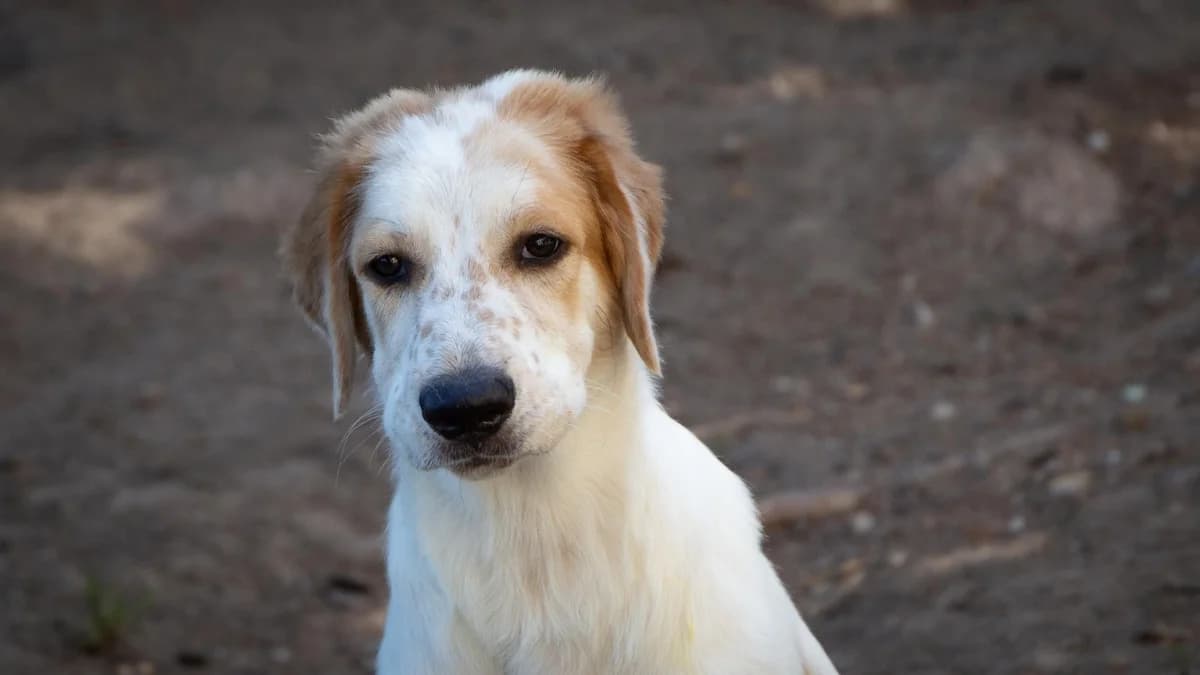 Billi,  (Stiftung Tierschutzzentrum Thurgau)