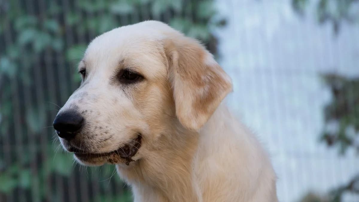 Chico,  (Stiftung Tierschutzzentrum Thurgau)
