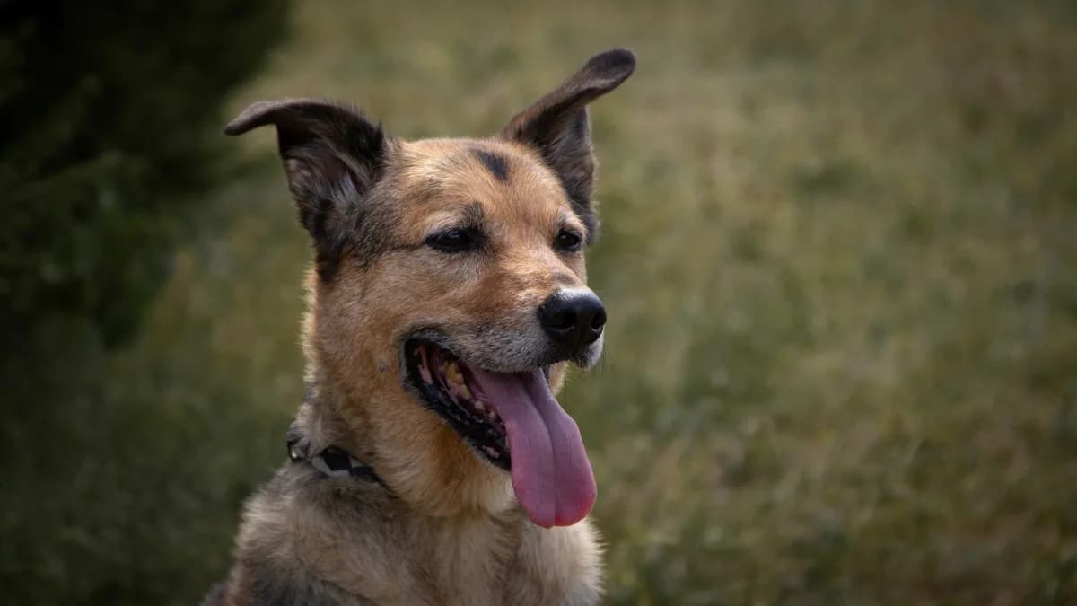 Nikki, female senior German Shepherd for adoption at Stiftung Tierschutzzentrum Thurgau