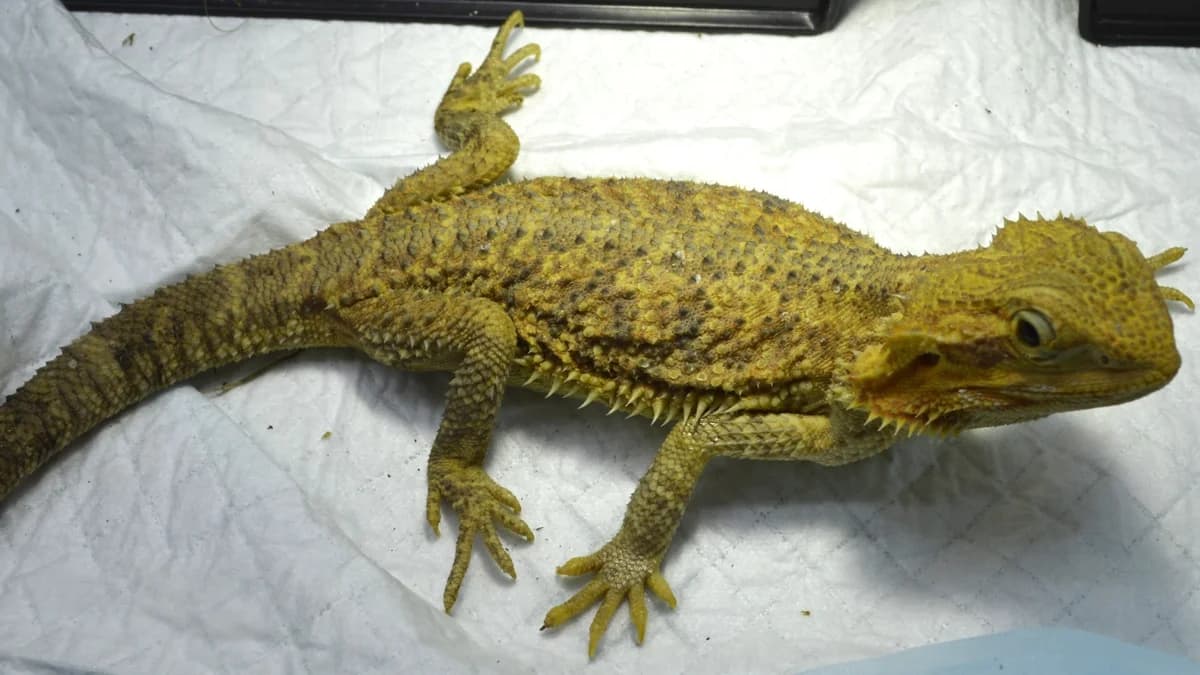 Melbourne, female mixed breed for adoption at Stiftung Tierschutzzentrum Thurgau