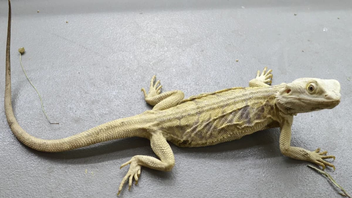 Perth, female mixed breed for adoption at Stiftung Tierschutzzentrum Thurgau